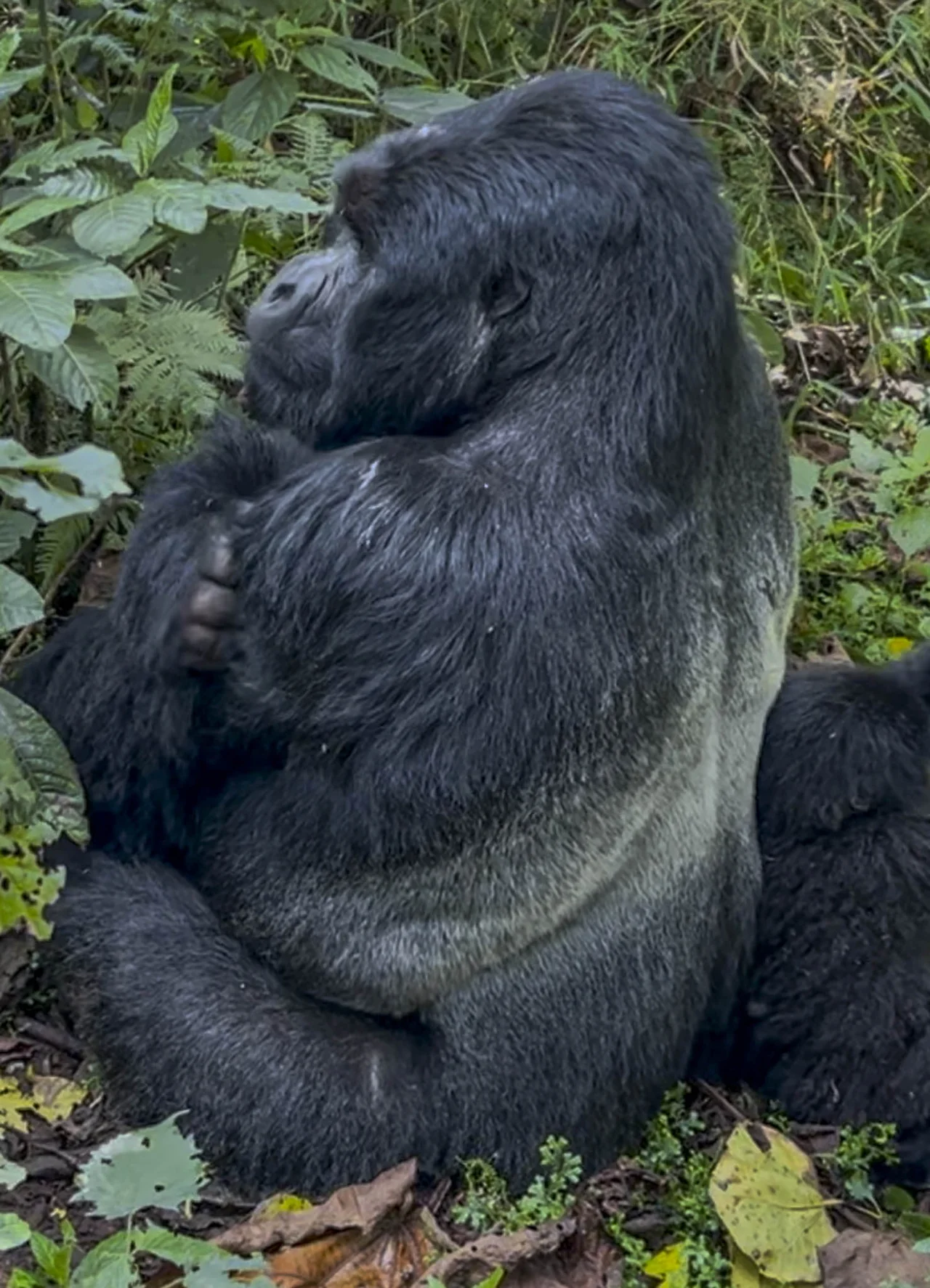Peter and Jane Gorilla Bwindi National Park Uganda Africa